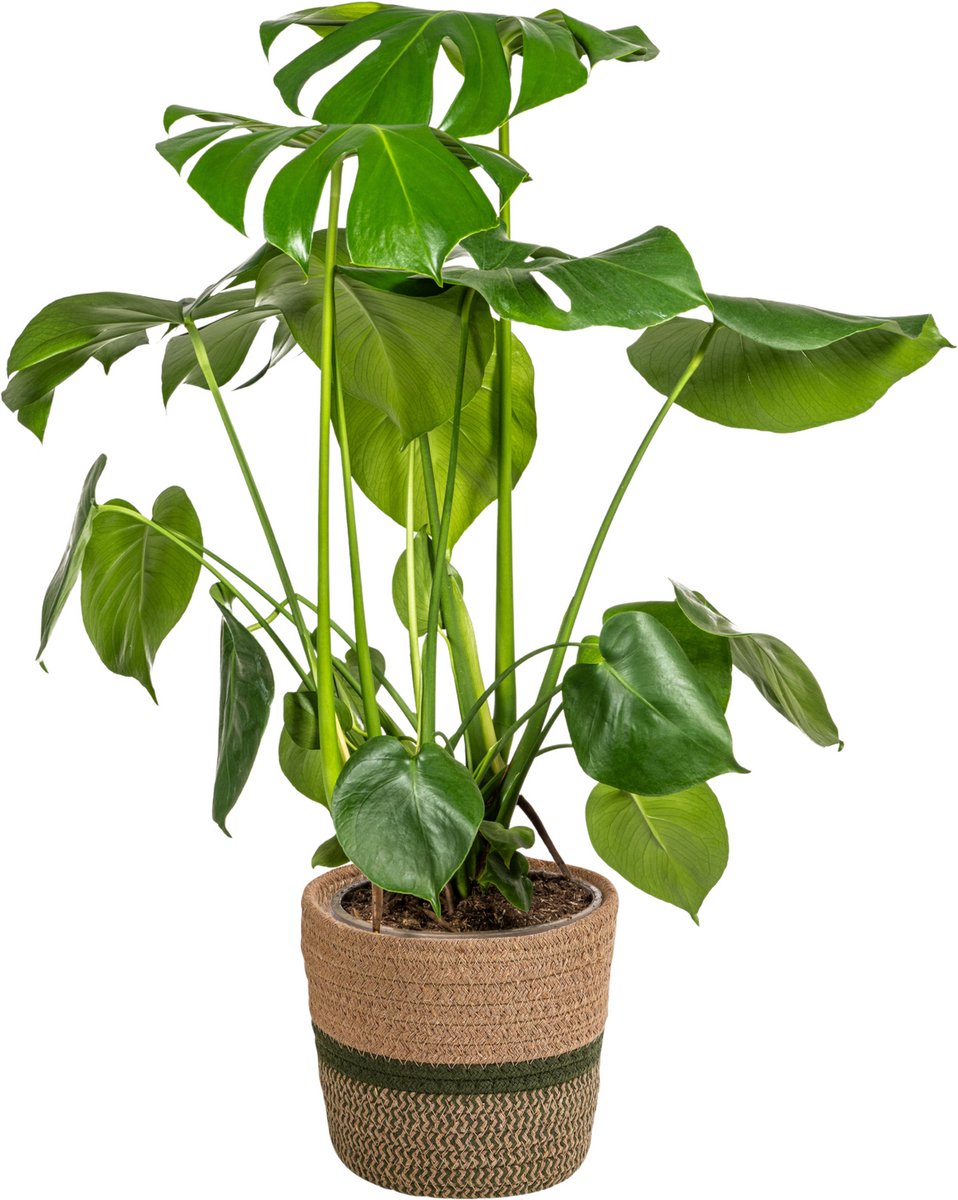 Monstera Deliciosa Tauerii met mand Ø21cm - 70 - 90cm