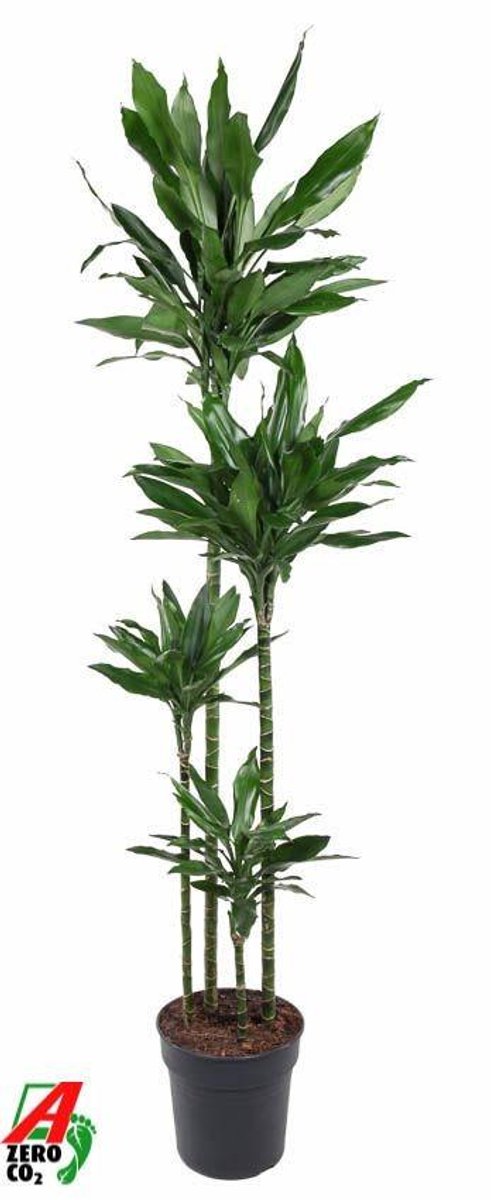 Dracaena Janet Lind XXL - 180cm