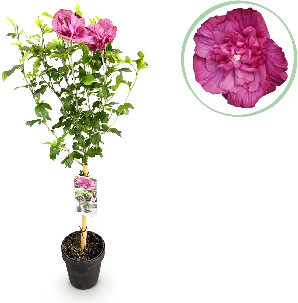 Plant op Stam - Hibiscus syriacus Magenta Chiffon® - Terras Plant - Bladverliezend - Winterhard - Roze Bloem - Pot 19cm Hoogte 90cm
