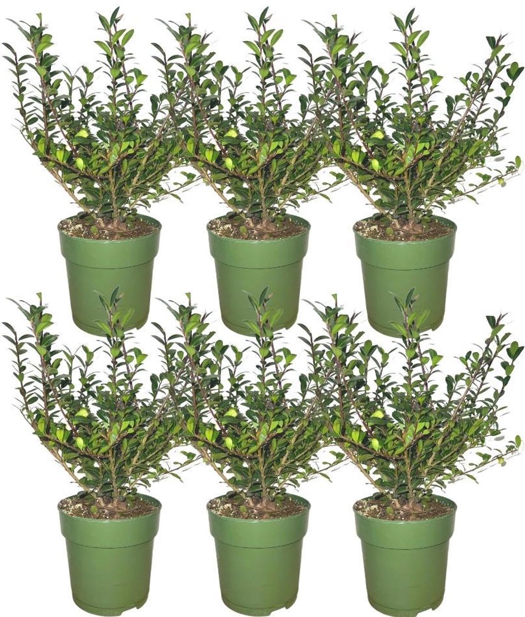Plants by Frank - 1 meter Hulst haag - Ilex crenata 'Jenny'® - Set van 6 winterharde haagplanten - Groenblijvende haag - Vers van de kwekerij geleverd
