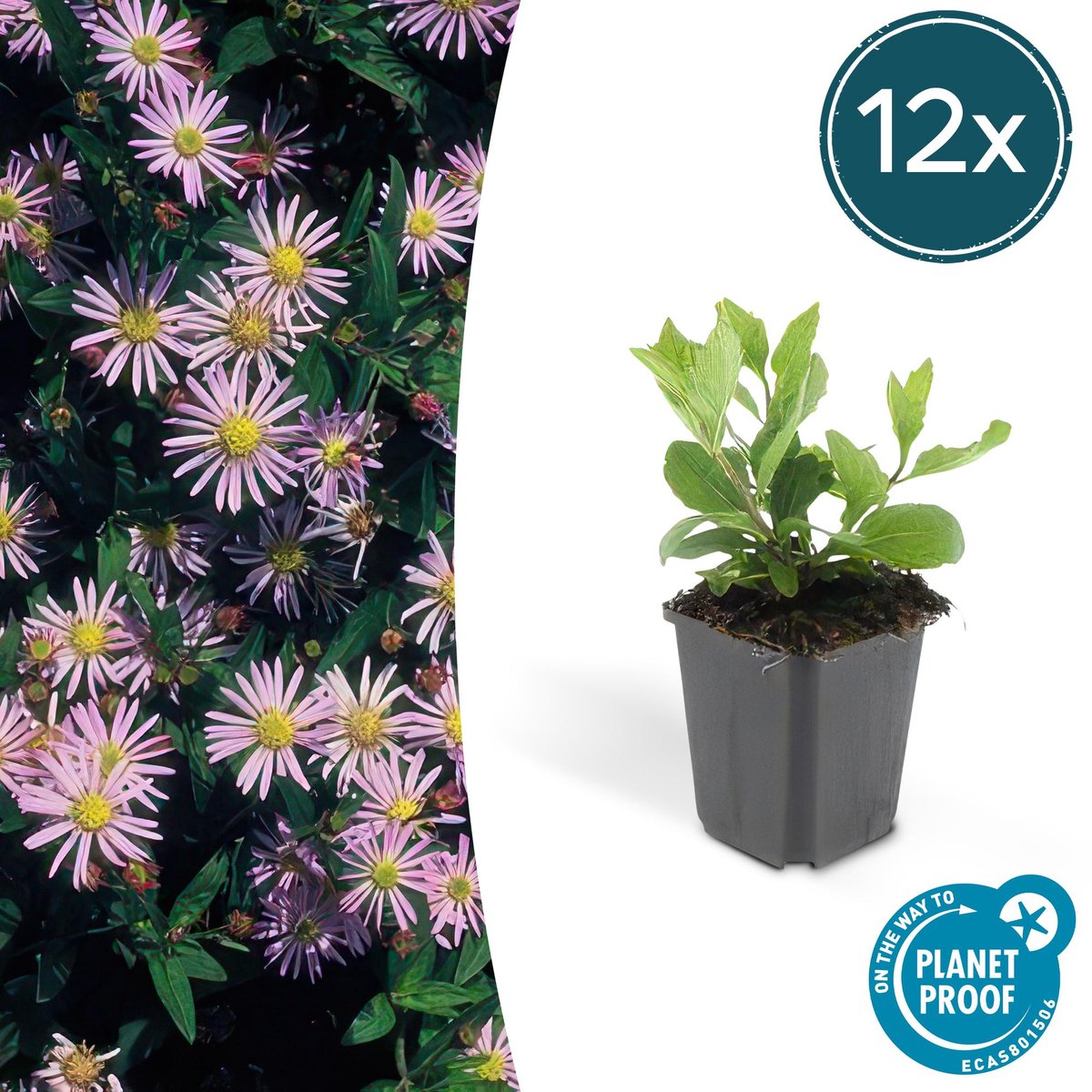 12x Aster ageratoides 'Asran' - 10-25cm - Ø9cm