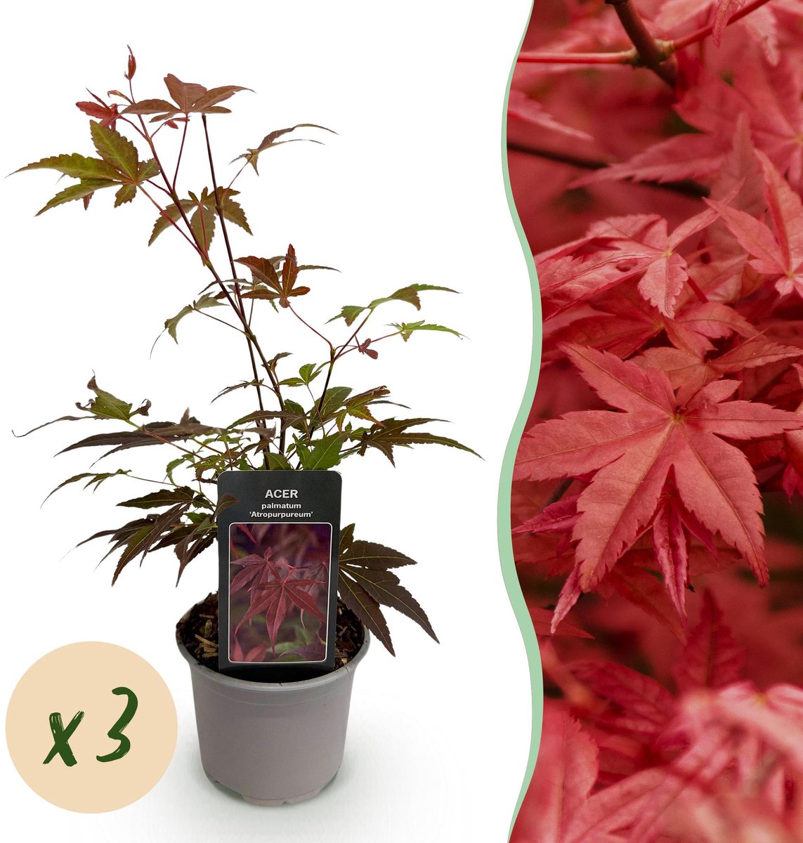 Tuinplant - Acer palmatum Atropurpureum - Paars - 3 Planten - Blad verliezend - Weinig Onderhoud - Pot 12cm Hoogte 35cm