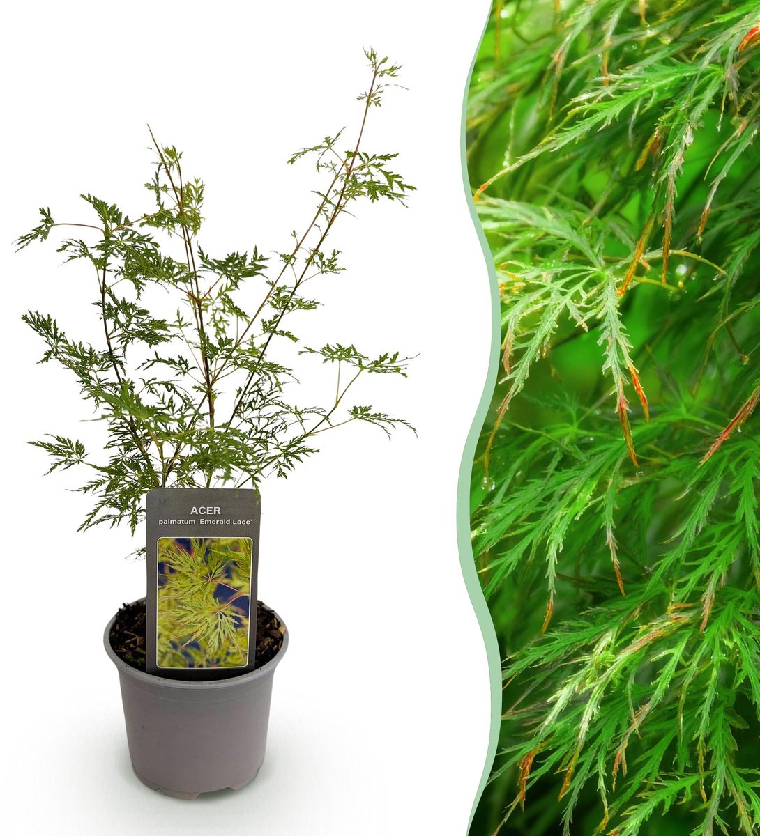 Tuinplant - Acer palmatum Emerald Lace - Groen - 1 Plant - Bladverliezend - Weinig Onderhoud - Pot 12cm Hoogte 35cm