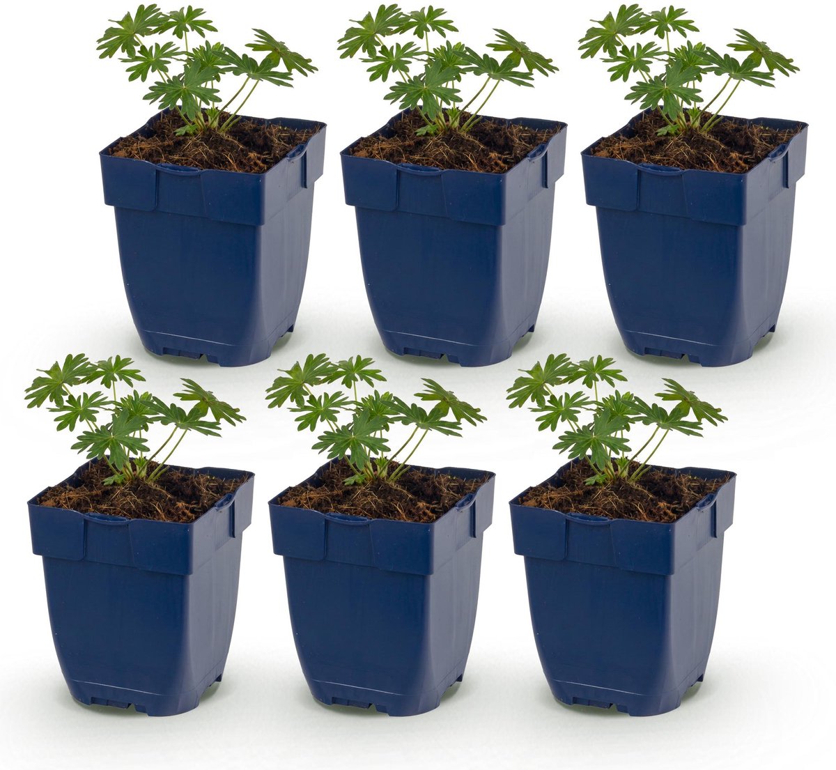 Vasteplant - Geranium sang. Album - Ooievaarsbek - Bodembedekkend - Wit - 6 Planten - Pot 11cm - Hoogte 15-25cm