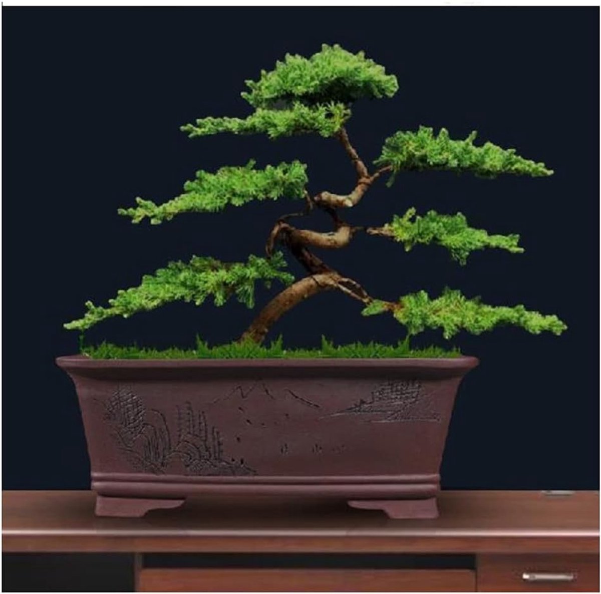 Kunstmatige bonsai boom simulatie welkom grenen groen planten dennen cypress bonsai geschikt for veranda woonkamer kantoor decoratie Kunstplant (Color : Seven Lingyun)