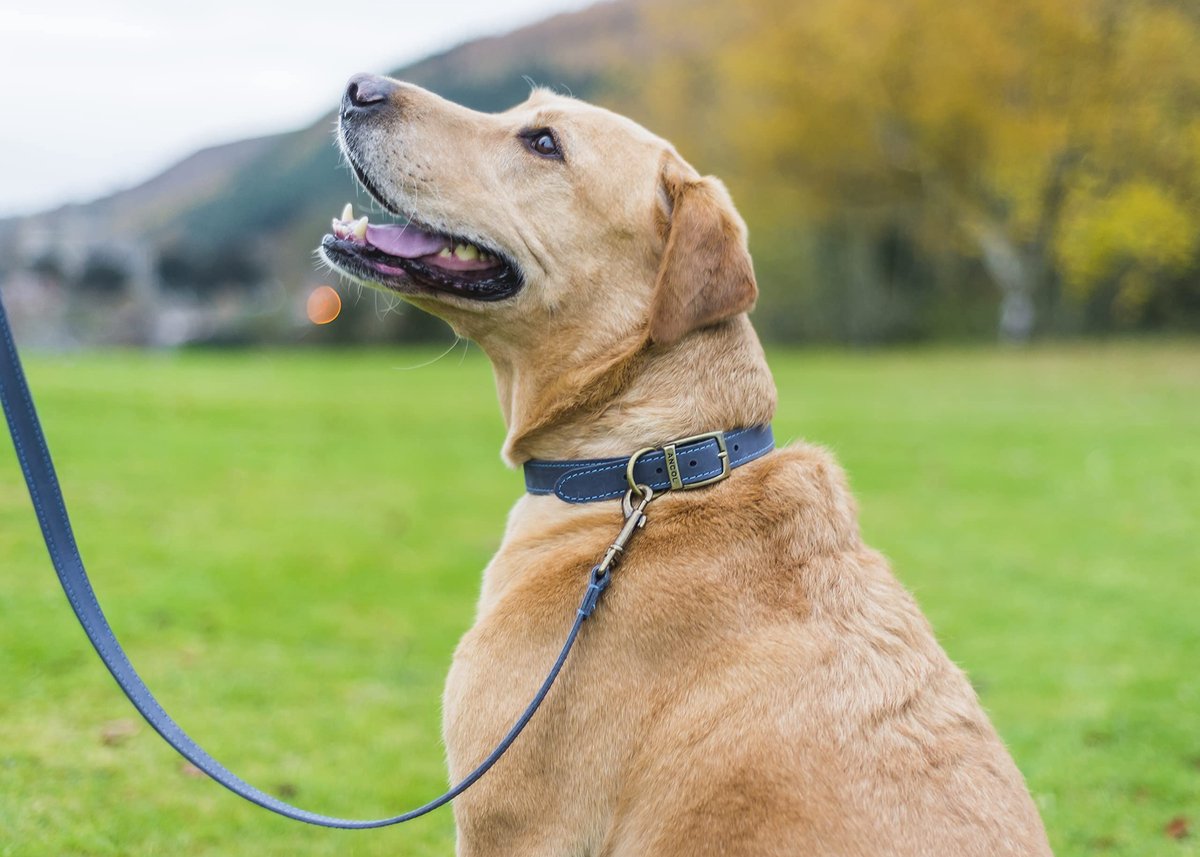 Halsband huisdier 26-31 cm - blauwe lederen halsband - comfortabel en duurzaam - ideaal voor training - ShopVlot