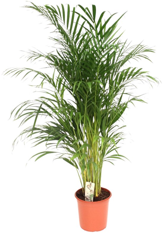 Trendyplants - Areca palm - Goudpalm - Kamerplant - Hoogte 150-170 cm - Potmaat Ø24cm