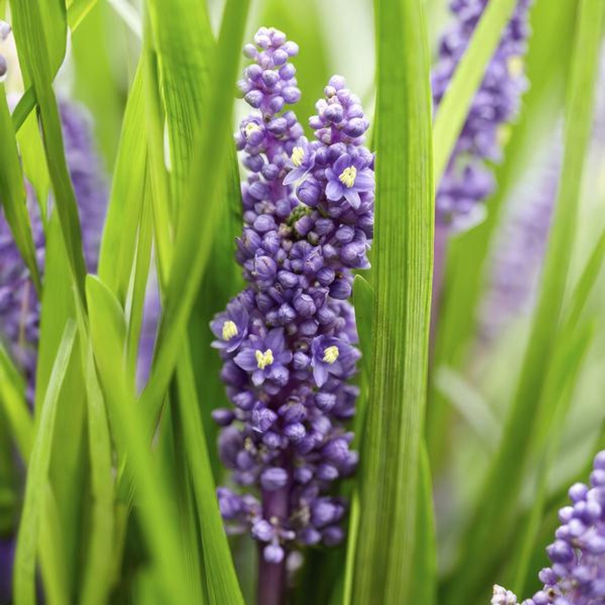 24x Liriope muscari 'Big Blue' - 10-25cm - Ø9cm