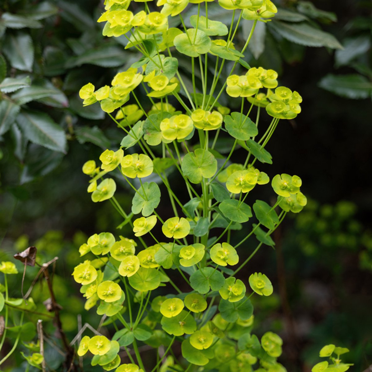 24x Euphorbia amygdal. robbiae - 10-25cm - Ø9cm