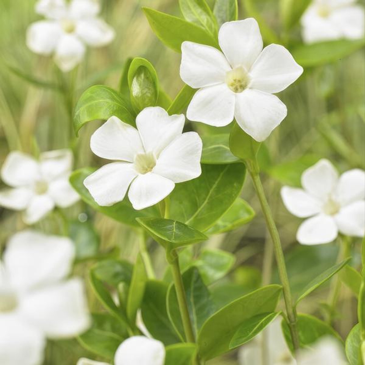 24x Vinca major 'Alba' - 10-25cm - Ø9cm