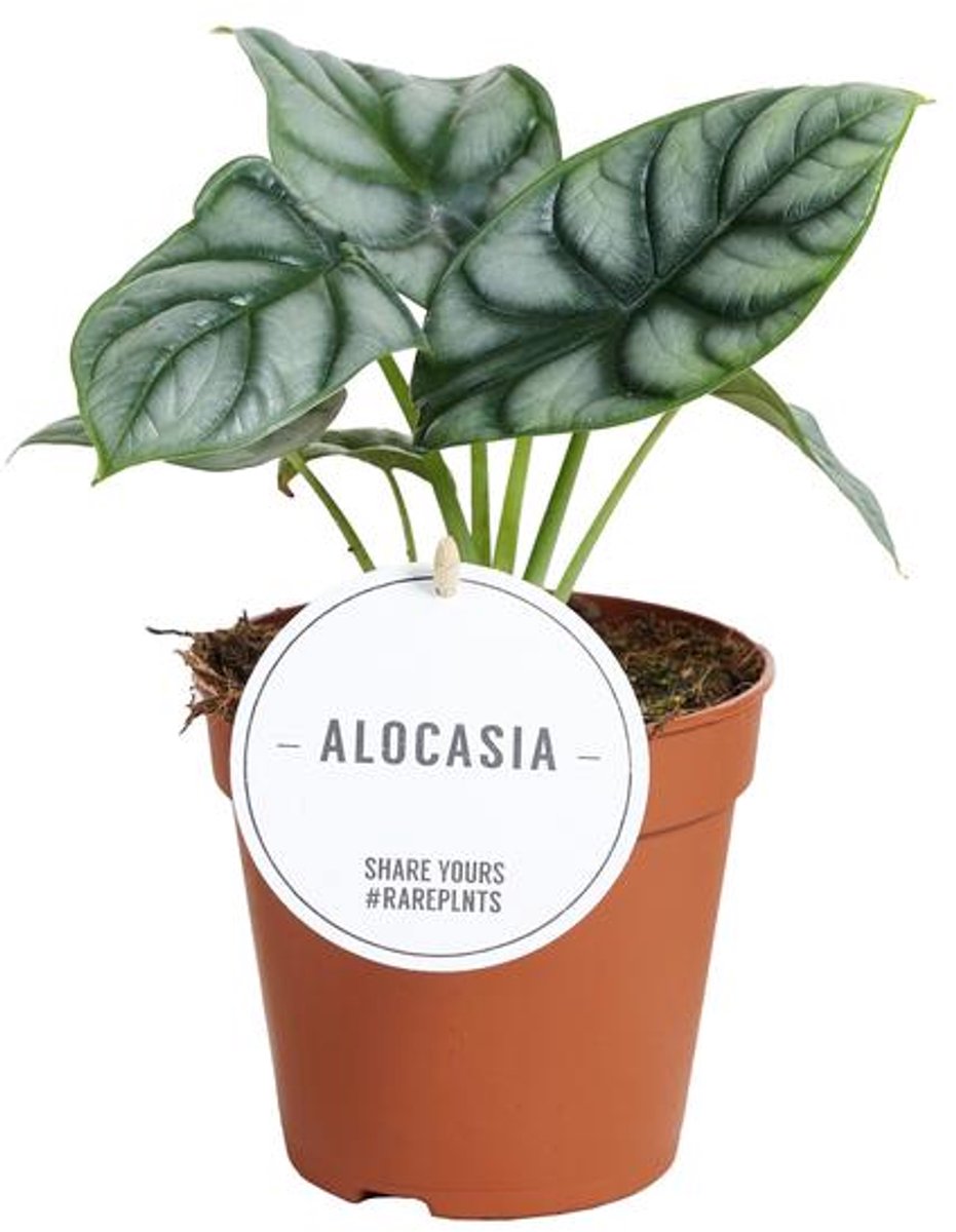Alocasia Silver Dragon - Ø12cm - 25cm