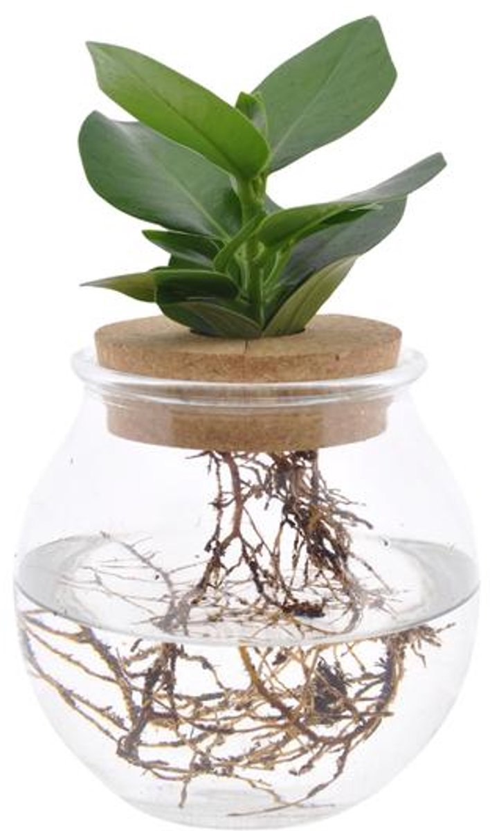 Clusia In Bolglas + Klikkurk - Ø12cm - 30cm