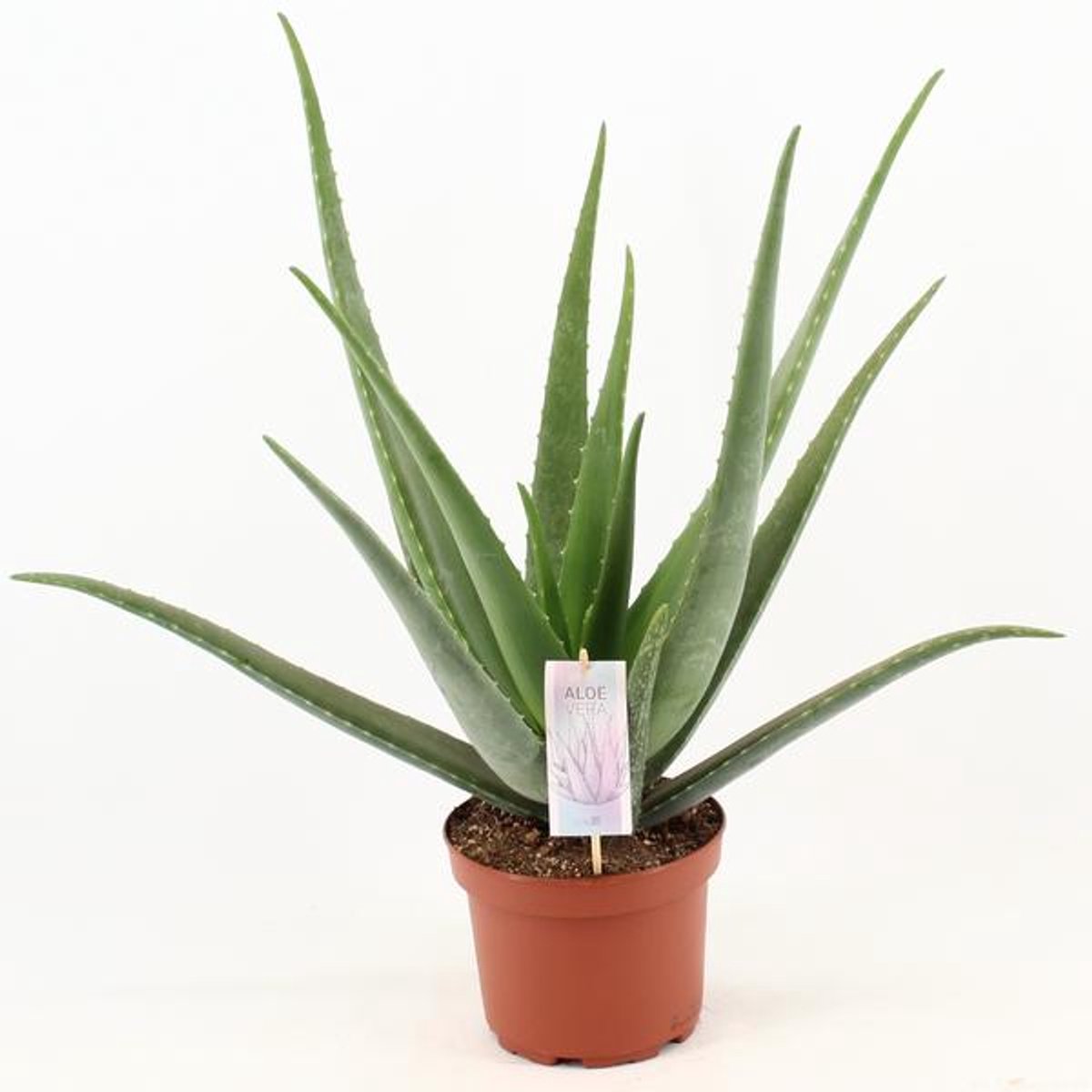 Aloë Vera - Ø19cm - 70cm