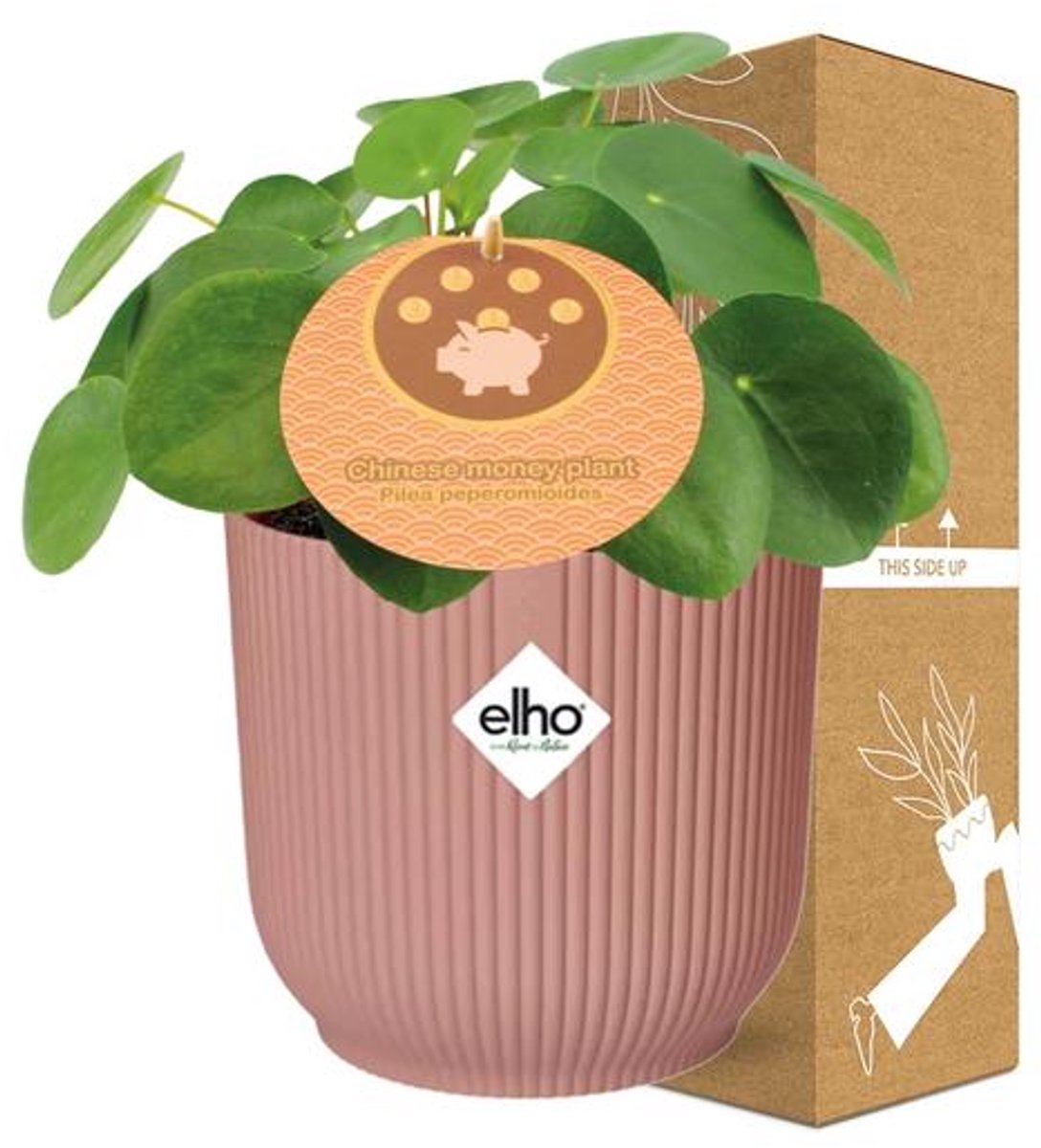 Mother's Day - Pilea Peperomioides 12cm in ELHO Vibes Fold 14cm roze
