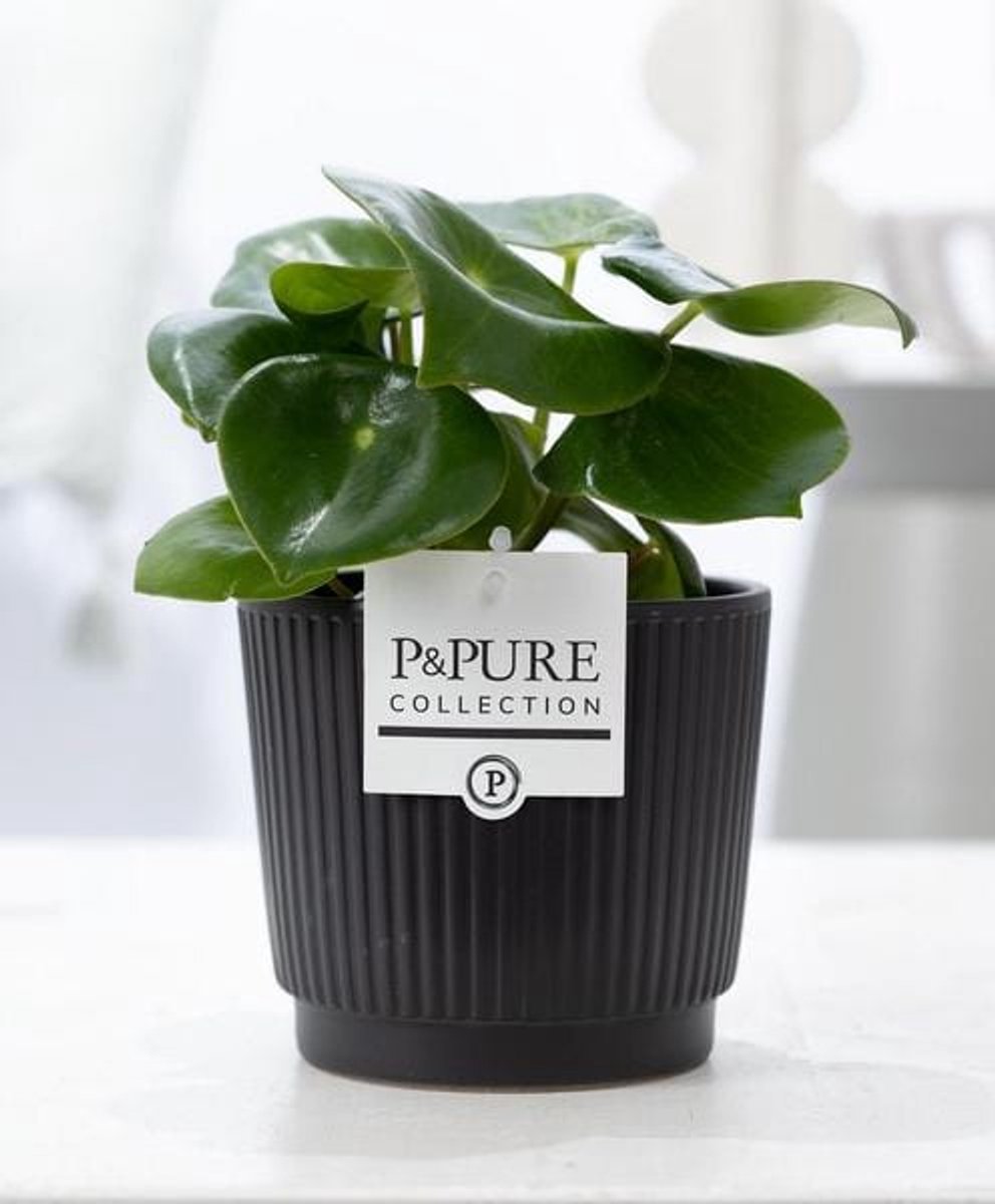 Peperomia Raindrop In P&PURE Liv Ceramics Matt Black - Ø12cm - 25cm
