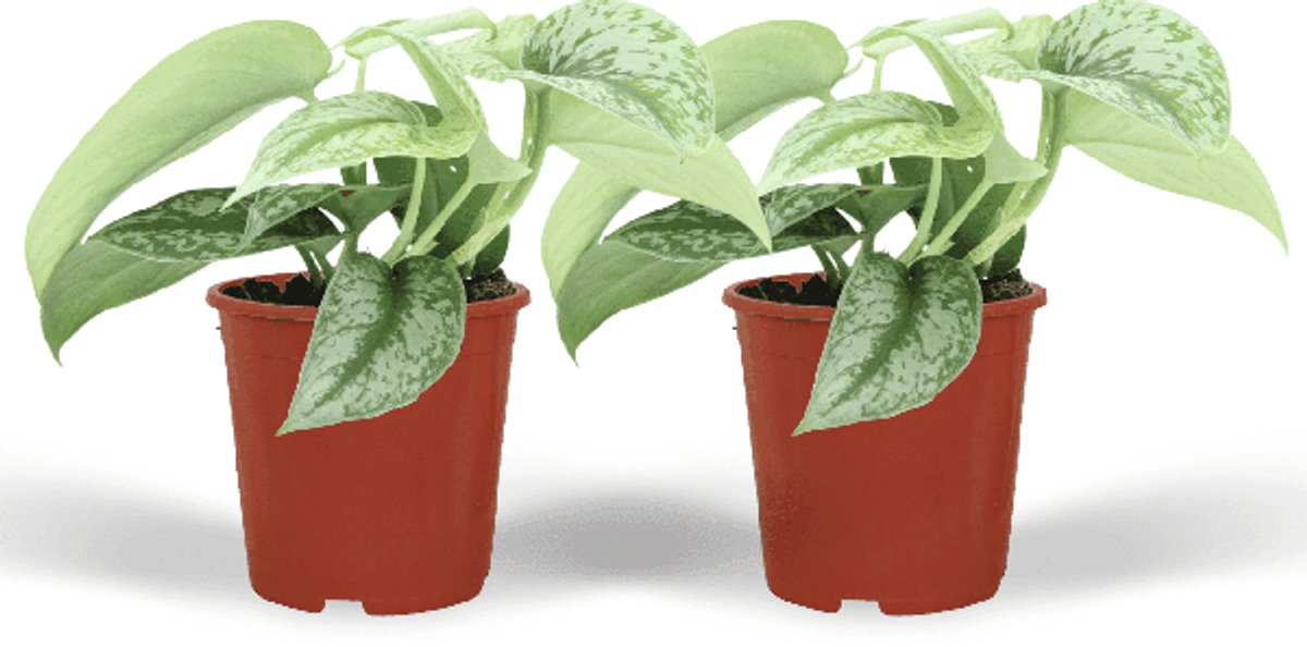 Scindapsus Pictus Trebie (Epipremnum) - 2 stuks - Ø12cm - 15cm