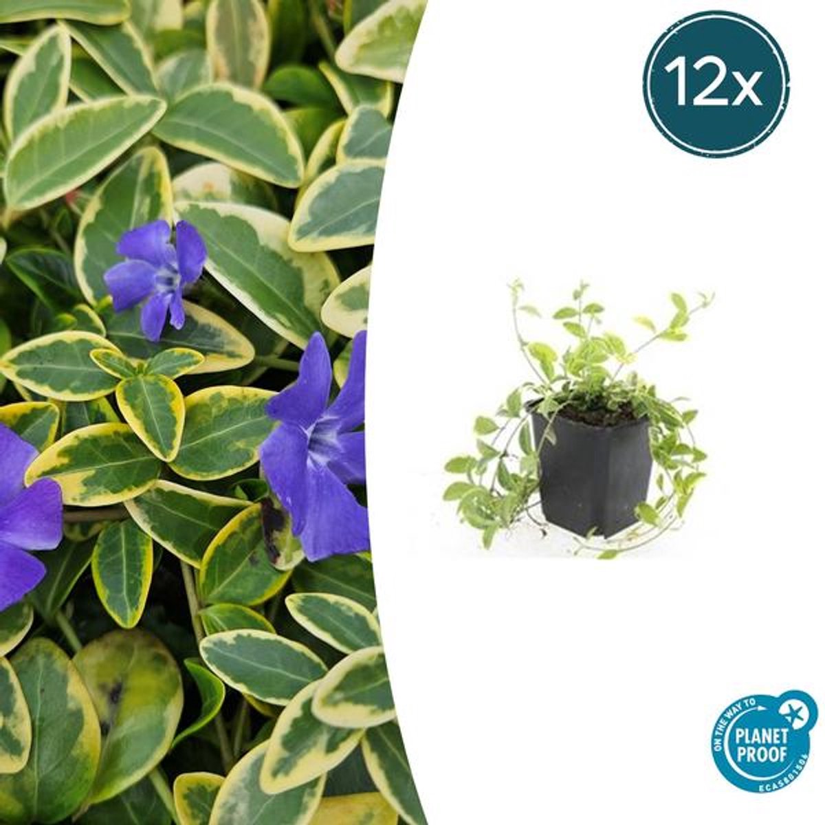 12x Vinca minor 'Aureovariegata' - 10-25cm - Ø9cm