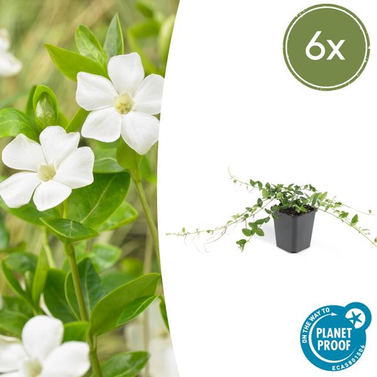 6x Vinca minor 'Alba' - 10-25cm - Ø9cm