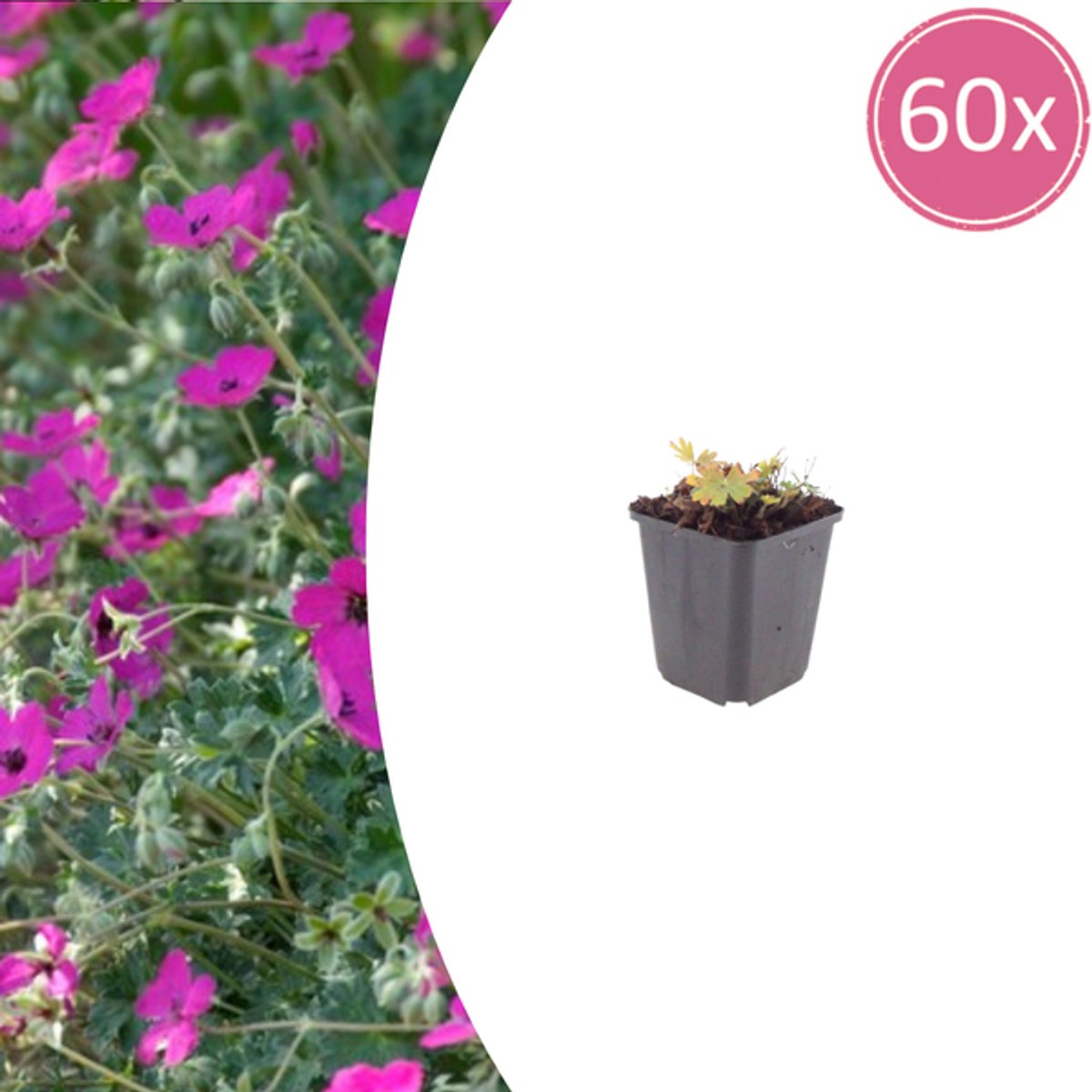 60x Geranium sang. 'Max Frei' - 10-25cm - Ø9cm