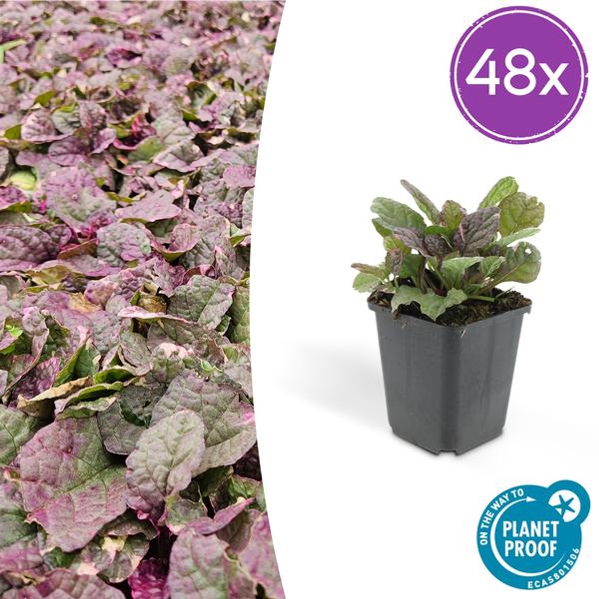48x Ajuga reptans 'Burgundy Glow' - 10-25cm - Ø9cm