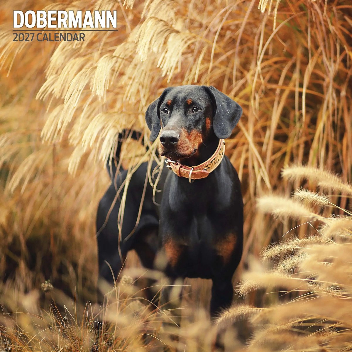 Dobermann Kalender 2027