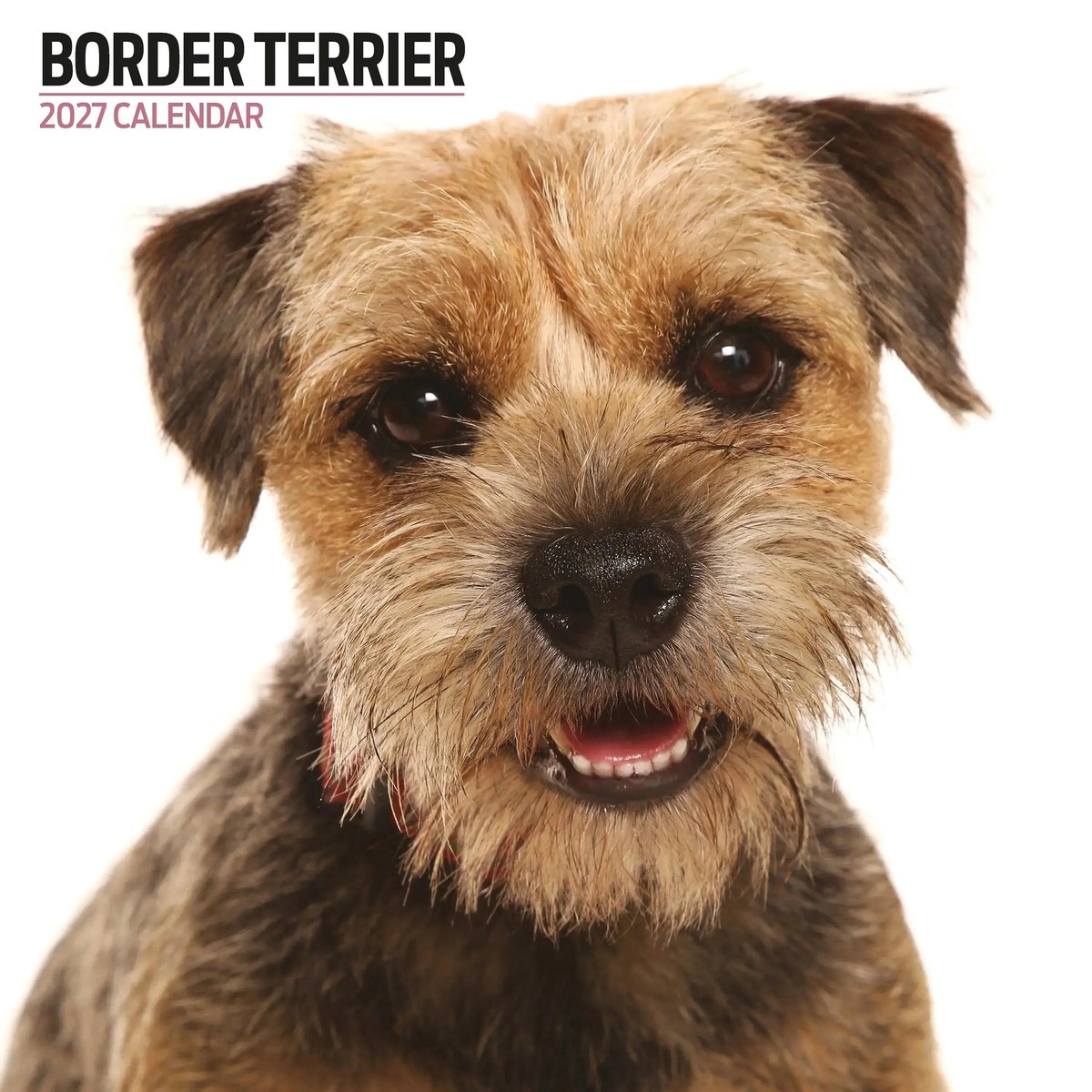 Border Terrier Modern Kalender 2027