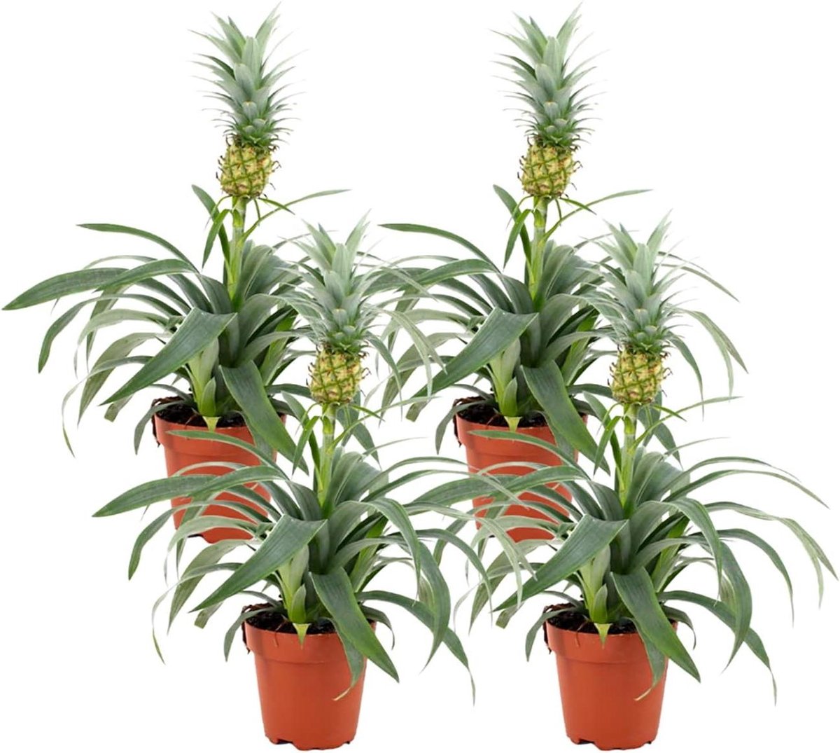 Ananasplant Mi Amigo - Sierananas Kamerplant - Lucht Zuiveren - Tropische Sfeer - 4 Stuks 35-40 cm - Groen