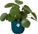 Pilea plant met ronde bladeren in een kleine, blauwe pot met ribbelpatroon. Elho logo op de pot.