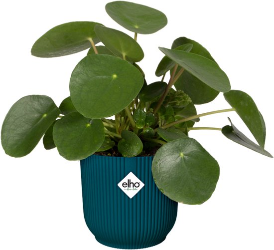 Pilea plant met ronde bladeren in een kleine, blauwe pot met ribbelpatroon. Elho logo op de pot.