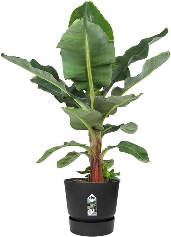 Een grote groene bananenplant in een zwarte Elho pot van gerecycled plastic met waterreservoir.