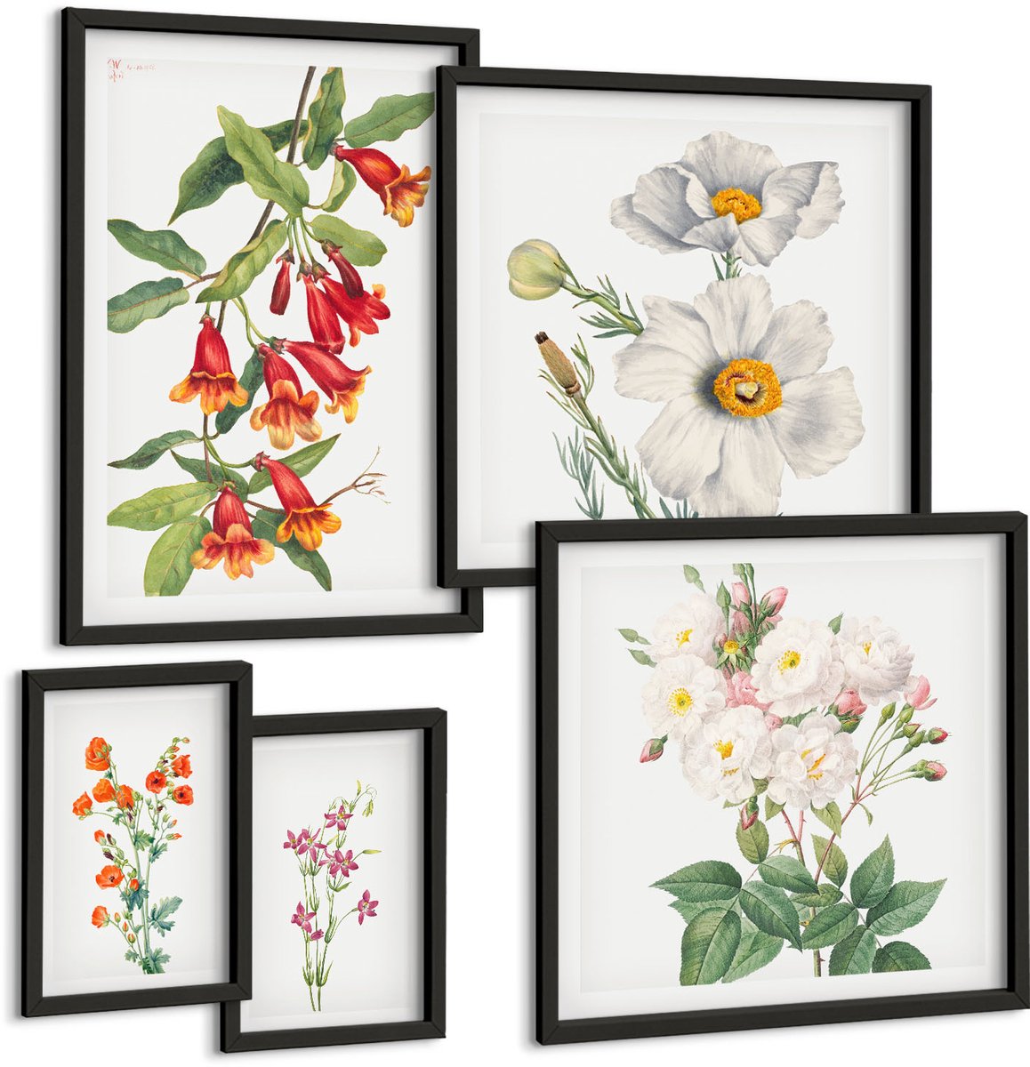 Tulup 4-Delige Schilderij Set - Bloemenillustraties in botanische stijl op een witte achtergrond. - 50 x 50 cm, 20 x 30 cm en 40 x 60 cm - Schilderijen Set - Wanddecoratie - Woonkamer - Muurdecoratie