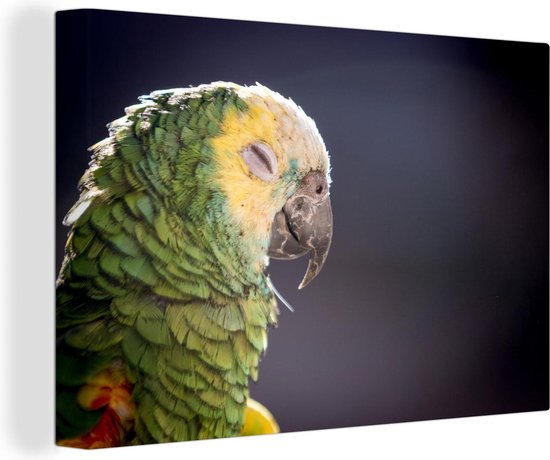 Canvas Schilderij Close-up slapende papegaai - 60x40 cm - Wanddecoratie