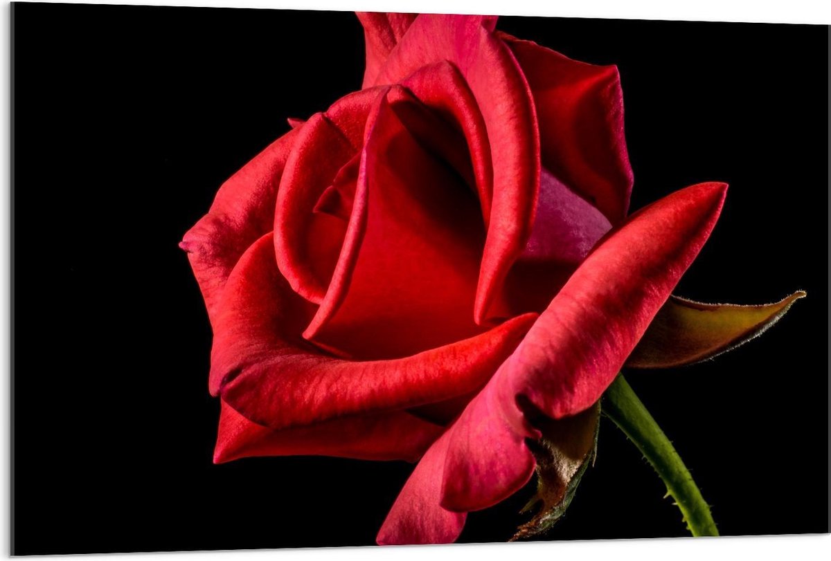 Plexiglas - Blackfoto van Rode Roos - 120x80cm Foto op Plexiglas (Met Ophangsysteem)
