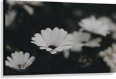 Canvas  - Witte Bloemetjes - 120x80cm Foto op Canvas Schilderij (Wanddecoratie op Canvas)