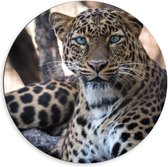 Dibond Wandcirkel - Panter in Boom - 60x60cm Foto op Aluminium Wandcirkel (met ophangsysteem)