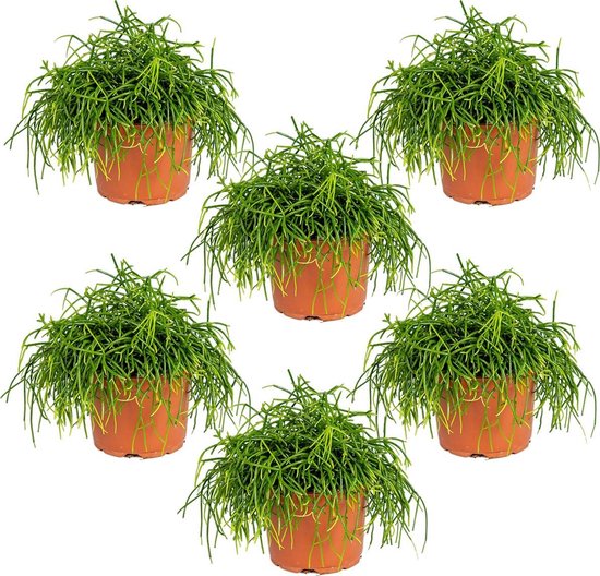 Rhipsalis 'Baccifera oasis' | Koraalcactus per 6 stuks - Kamerplant in kwekerspot ⌀12 cm - ↕20 cm