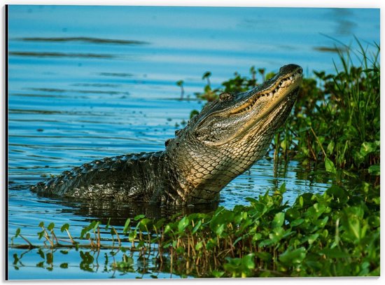 Dibond - Krokodil Kruipend uit het Water - 40x30cm Foto op Aluminium (Wanddecoratie van metaal)