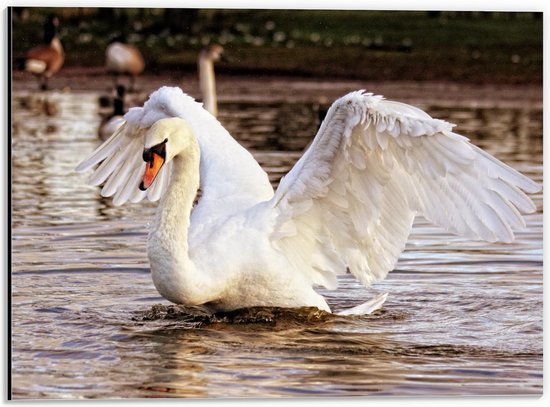 Dibond - Boze Zwaan in Rivier  - 40x30cm Foto op Aluminium (Wanddecoratie van metaal)