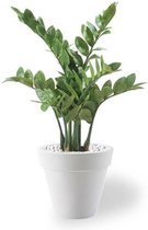 Kunstplant Zamioculcas in Pure Rond S