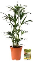 Pokon Powerplanten Kentia Palm 125 cm ↕ - Kamerplanten - Planten voor Binnen - Howea Forsteriana - met Plantenvoeding / Vochtmeter