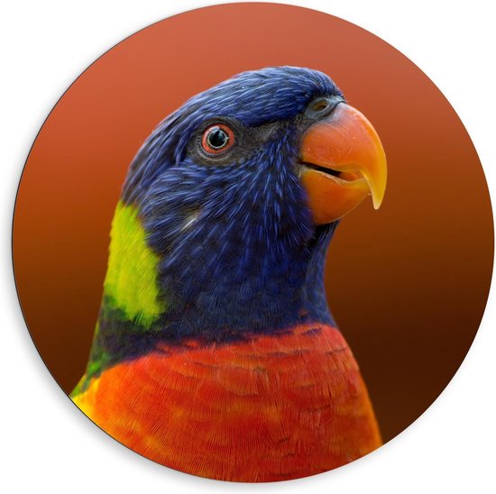 Dibond Wandcirkel - Gekleurde Papagaai Oranje Achtergrond - 80x80cm Foto op Aluminium Wandcirkel (met ophangsysteem)