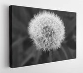 Blooming blur close up dandelion - Modern Art Canvas - Horizontal - 387222 - 115*75 Horizontal