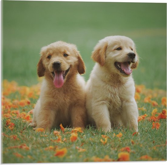 Acrylglas - Labradors tussen Oranje Bloemen - 50x50cm Foto op Acrylglas (Met Ophangsysteem)