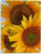 Tuinposter – Drie Grote Zonnebloemen - 30x40cm Foto op Tuinposter  (wanddecoratie voor buiten en binnen)