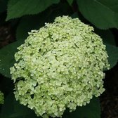 8 x Hydrangea arborescens 'Lime Rickey' - Pluimhortensia in C3 pot met hoogte 20-40cm