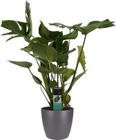Monstera Deliciosa - Elho brussels antracite