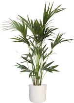 Kentia Palm 110 cm in ® ELHO b.for soft sierpot
