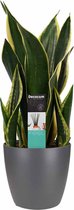 Sansevieria Fyer met Elho brussels antracite