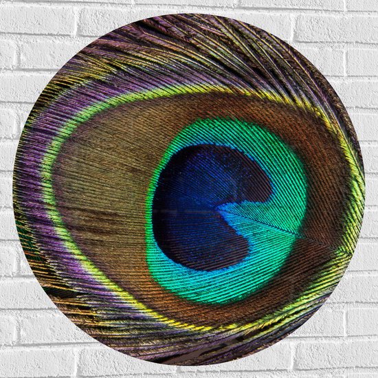 Muursticker Cirkel - Kleurrijke Pauwen Veer van Dichtbij - 80x80 cm Foto op Muursticker
