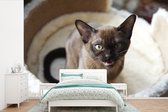 Behang - Fotobehang Schattige Burmees kat in de mand - Breedte 420 cm x hoogte 280 cm